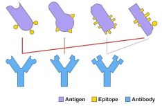 Antibodies and Antigens causes outbreaks.