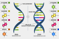 DNA and RNA - infectious.