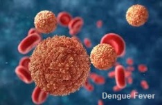 Dengue Fever causes outbreaks.