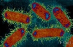 E Coli causes epidemics.