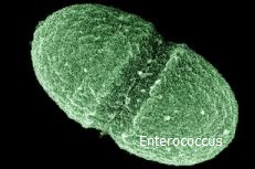 Enterococcus - infectious.