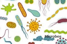 Microbes - a global problem.