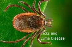 Ticks and Lyme Disease causes virulent disease.